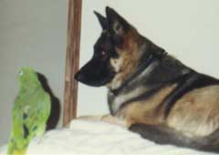 Arista & Peso on bed