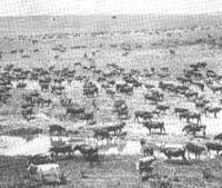 Cattle