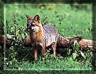 gray fox